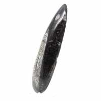 Fossiler Orthoceras aus Marokko