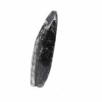Orthocéras fossile