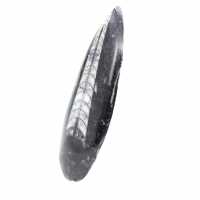 Orthoceras fossile dal Marocco