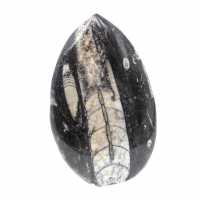 Fossiler Orthoceras aus Marokko