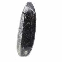 Orthoceras fossile dal Marocco