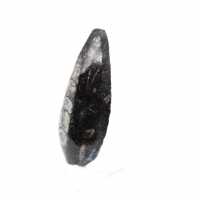Orthoceras fossile