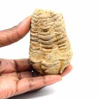 Trilobite fossile
