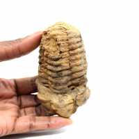 Trilobite fossile