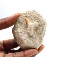 Dent fossile d’Otodus