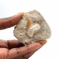 Dent fossile d’Otodus du Maroc