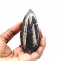 Orthoceras fossile dal Marocco