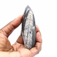 Orthoceras fossile dal Marocco