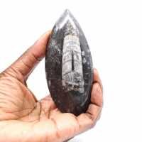 Orthoceras fossile dal Marocco
