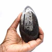 Orthoceras fossile