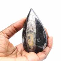 Orthoceras fossile