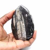 Fossiler Orthoceras aus Marokko