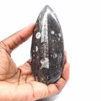 Orthoceras fossile