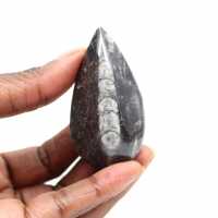Orthoceras fossile