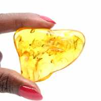 Grand Galet Ambre jaune de Lituanie – Fossile pour Collection
