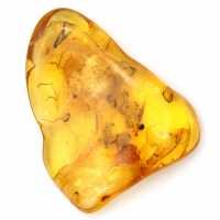 Grand Galet Ambre jaune de Lituanie – Fossile pour Collection