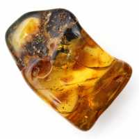 Authentique Galet d'Ambre Poli de Lituanie - Pièce de minéralogie