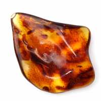Ambre de Lituanie Poli : Galet pour Collection de Fossiles