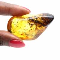 Petit Galet d'Ambre de la Baltique Poli - Authenticité Garantie