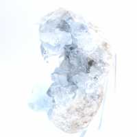 Decoratief exemplaar blauwe celestien Madagaskar