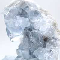 Decoratief exemplaar blauwe celestien Madagaskar