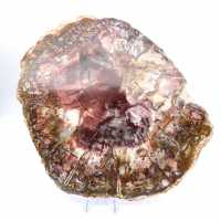 Petrified wood (fossil) polished slice, decorative specimen from Madagascar