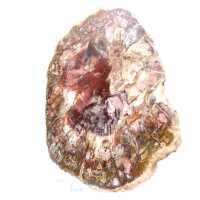 Petrified wood (fossil) polished slice, decorative specimen from Madagascar