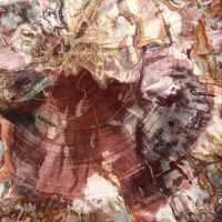 Petrified wood (fossil) polished slice, decorative specimen from Madagascar