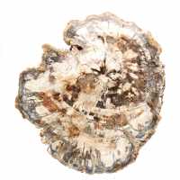 Tranche de bois fossile de collection, polie des deux côtés, Madagascar