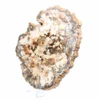 Tranche de bois fossile de collection, polie des deux côtés, Madagascar