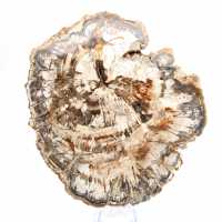 Tranche de bois fossile de collection, polie des deux côtés, Madagascar