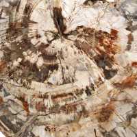 Tranche de bois fossile de collection, polie des deux côtés, Madagascar