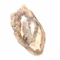 Ornement bois pétrifié tranche polie, pièce de collection, Madagascar