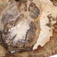 Ornement bois pétrifié tranche polie, pièce de collection, Madagascar