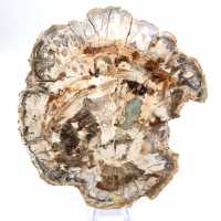 Petrified wood fossil, large polished slice, decorative ornament, Madagascar