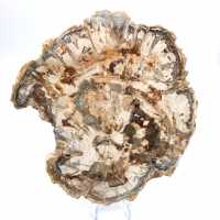 Petrified wood fossil, large polished slice, decorative ornament, Madagascar