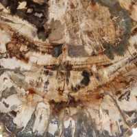 Petrified wood fossil, large polished slice, decorative ornament, Madagascar