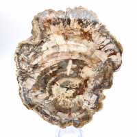 Tranche polie de bois fossilisé (pétrifié), spécimen massif, Madagascar