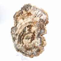 Tranche polie de bois fossilisé (pétrifié), spécimen massif, Madagascar