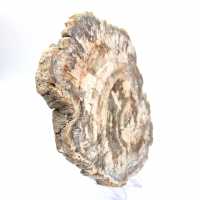 Tranche polie de bois fossilisé (pétrifié), spécimen massif, Madagascar