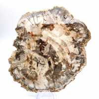 Tranche polie de bois fossilisé (pétrifié), spécimen massif, Madagascar