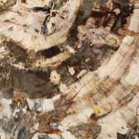 Tranche polie de bois fossilisé (pétrifié), spécimen massif, Madagascar