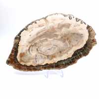 Bois pétrifié (tranche), pièce de collection polie, fossile de Madagascar