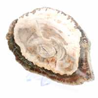 Bois pétrifié (tranche), pièce de collection polie, fossile de Madagascar