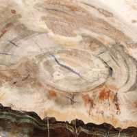 Bois pétrifié (tranche), pièce de collection polie, fossile de Madagascar