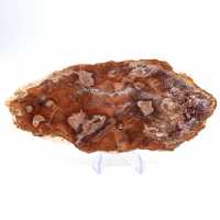 Tranche de bois pétrifié poli, petit ornement fossile, Madagascar