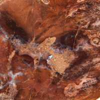 Tranche de bois pétrifié poli, petit ornement fossile, Madagascar