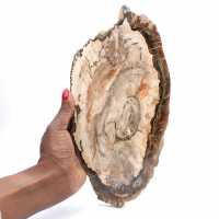 Fossilized wood polished slice, prestigious decorative specimen, Madagascar