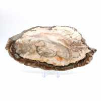 Fossilized wood polished slice, prestigious decorative specimen, Madagascar