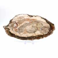 Fossilized wood polished slice, prestigious decorative specimen, Madagascar